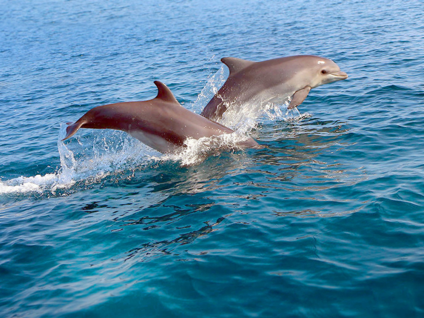 Почему под Анапой гибнут дельфины? 