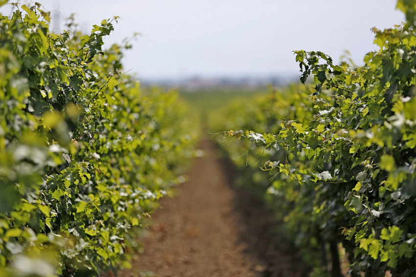 На Кубани пострадало до 30 тысяч тонн урожая винограда