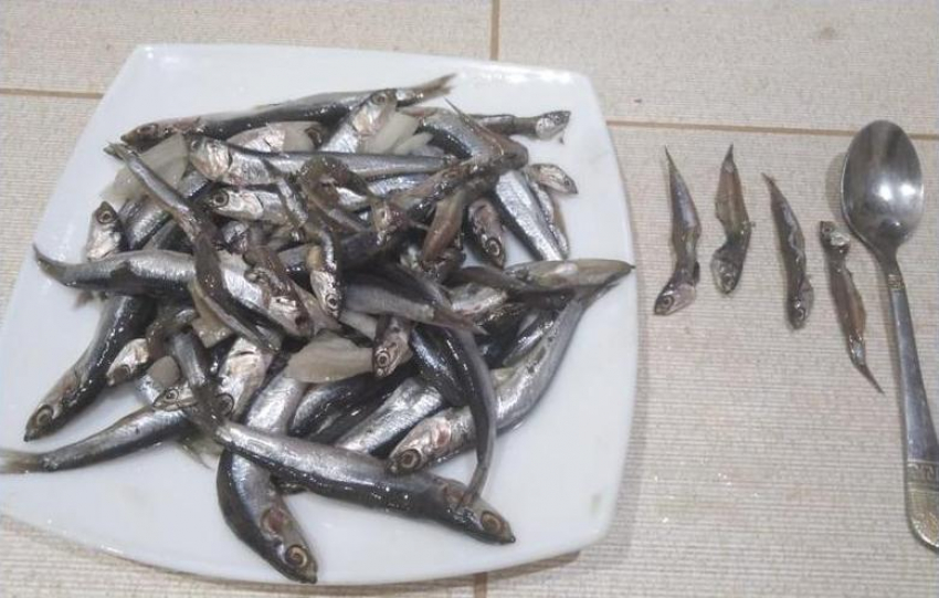 В Анапе сезон хамсы начался раньше срока