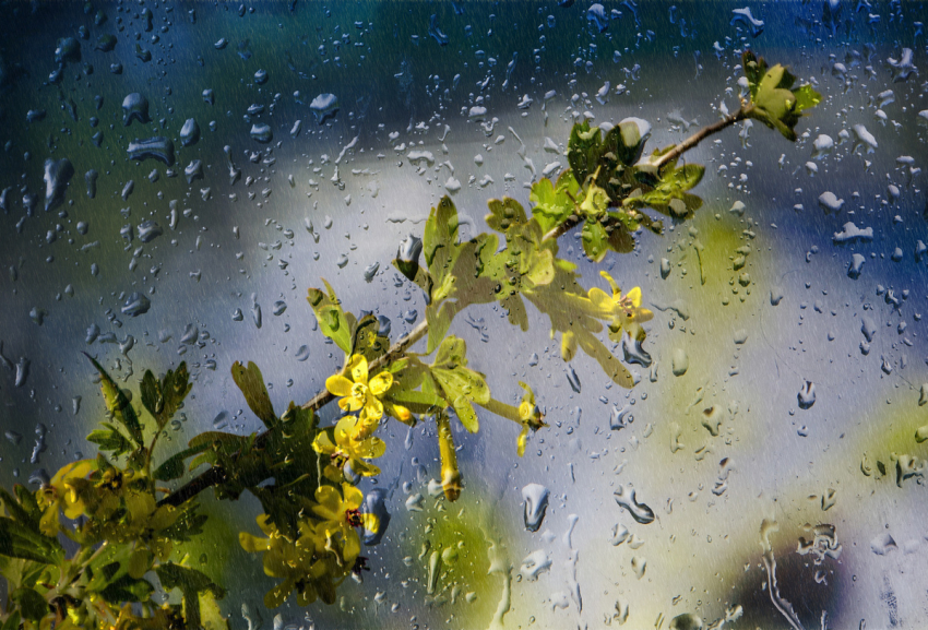 С четверга, 7 февраля, в Анапу возвращаются дожди