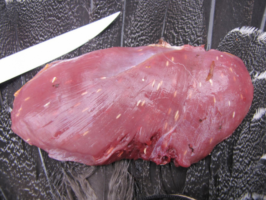 В Анапе обнаружили партию заражённого говяжьего мяса