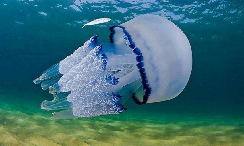 Насколько опасны медузы в Анапе?