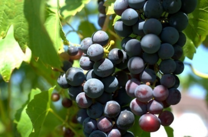 Новость для виноделов Анапы: Госдума зарубила закон о виноградарстве и виноделии