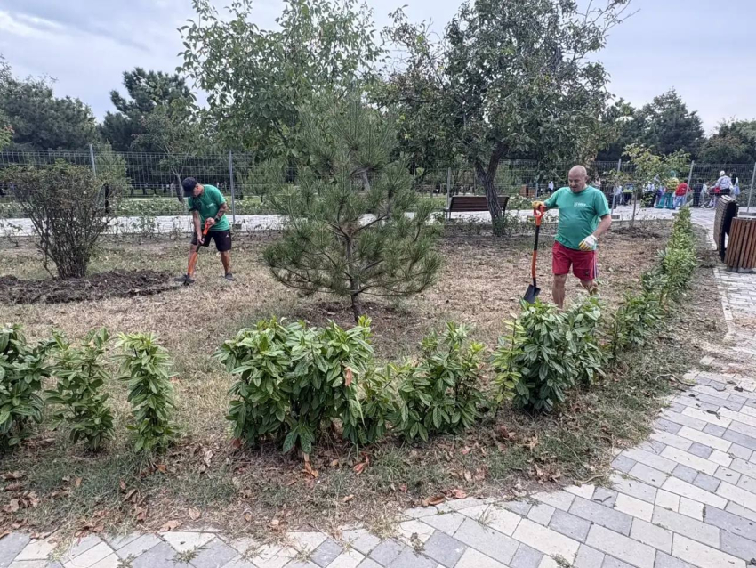 В известном парке Анапы начнут заменять поврежденные деревья