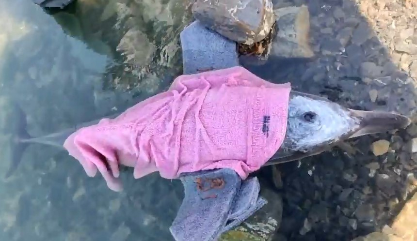 Заболевшего дельфинёнка пытаются спасти волонтёры в Анапе