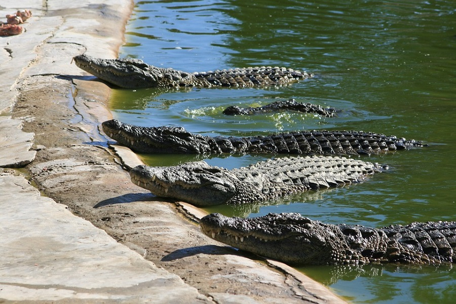 На крокодиловых фермах в Витязево под Анапой и Голубицкой выявлены нарушения