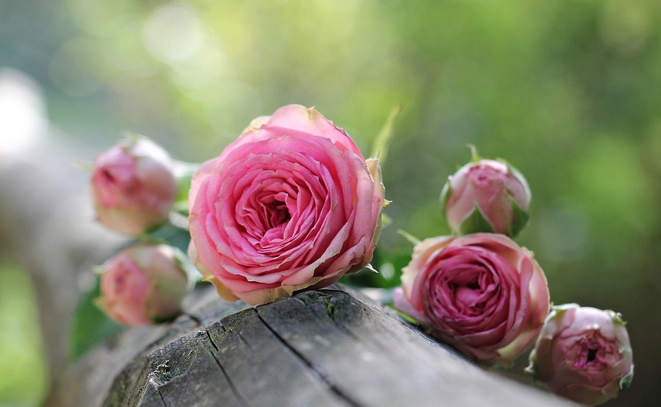 В Анапе на месте старых сараев появились прекрасные розы