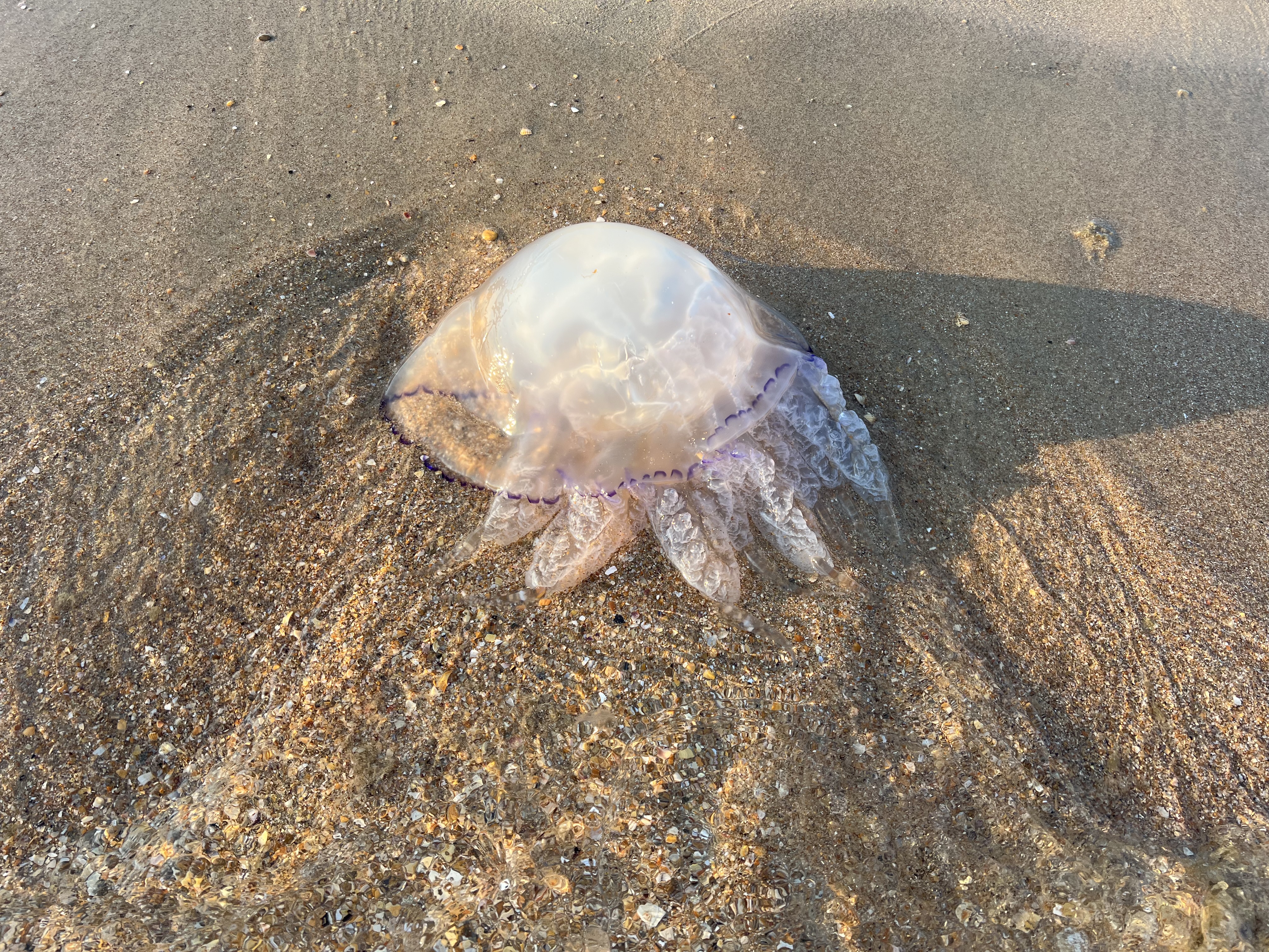 ядовитая медуза в черном море