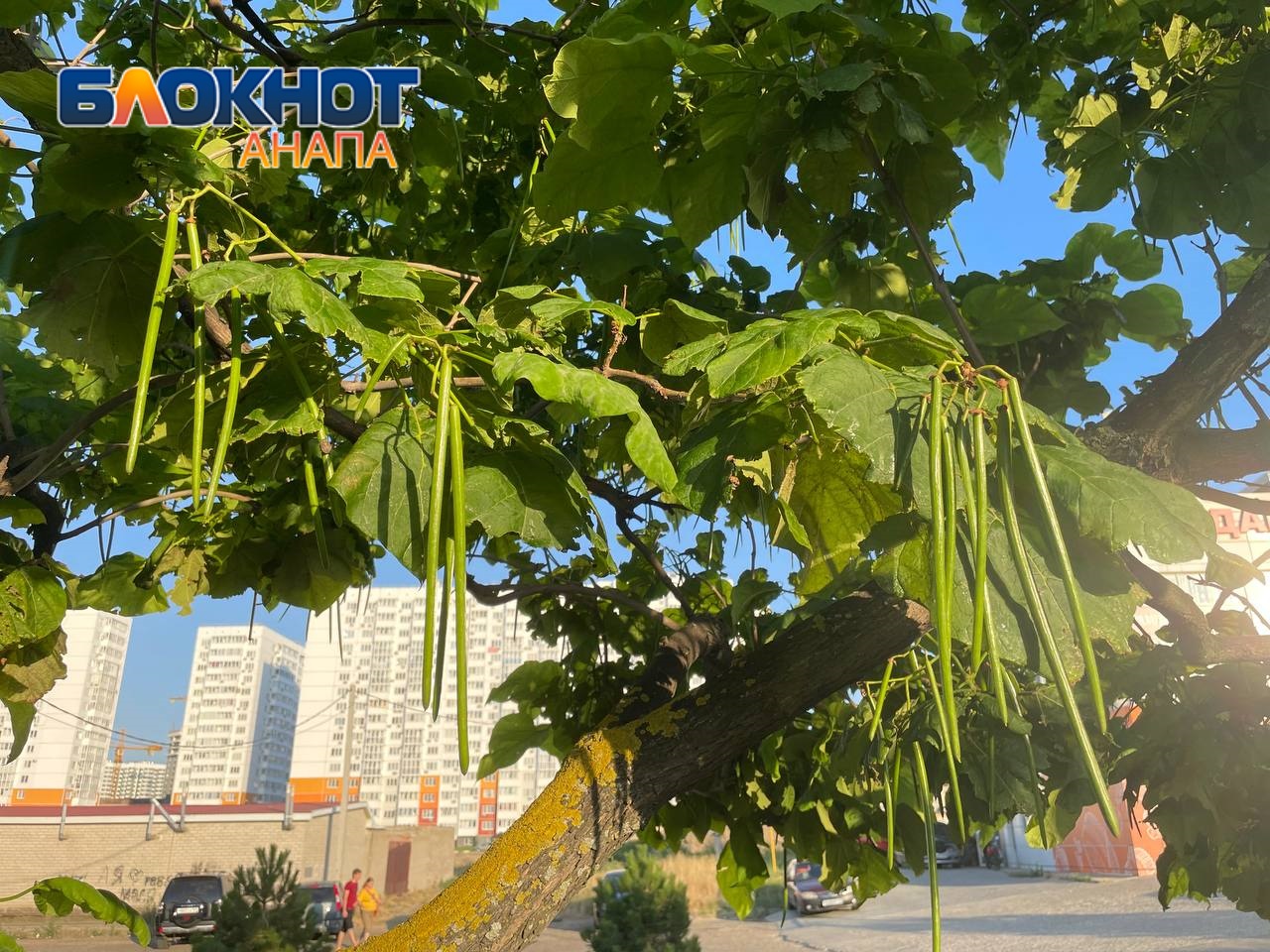 Дерево войны слонов и обезьян: в Анапе можно встретить катальпу