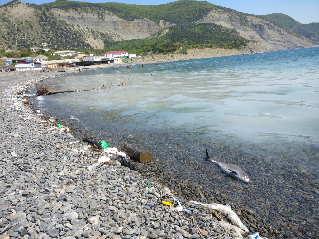 В Анапе мёртвые дельфины несколько часов пролежали на берегу