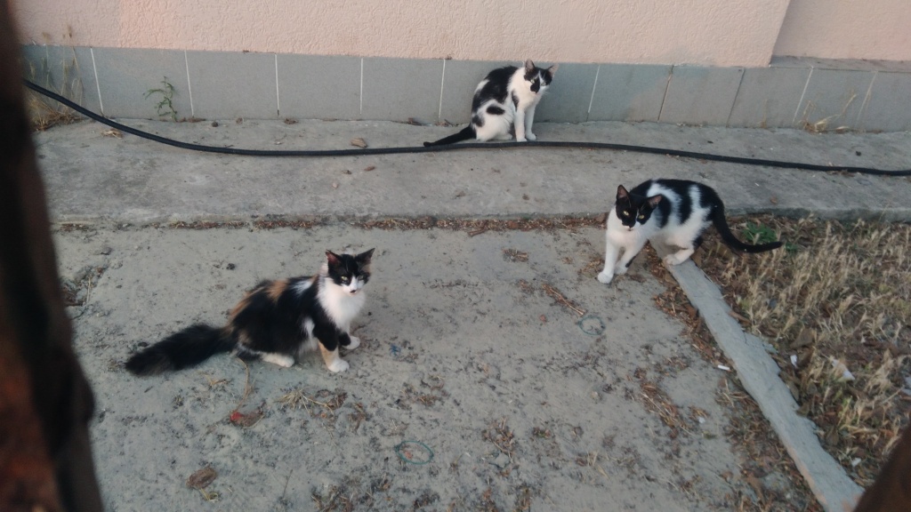 Коты на набережной у маяка (2).jpg