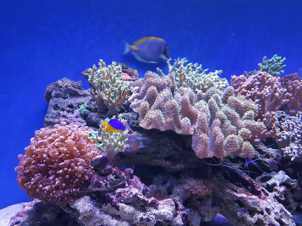 живой коралловый риф.jpg