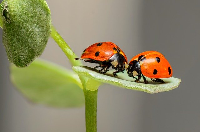 ladybugs-1593406_640.jpg